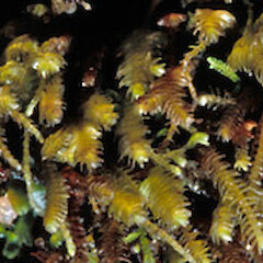 Acromastigum marginatum