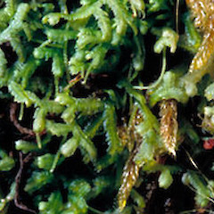 Acromastigum marginatum plant, Nov 2006, Stockton Plateau.<br>Photographer: John E. Braggins, Licence: All rights reserved.