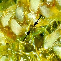 Arrows indicate filamentous A. schusteri growing on a leafy liverwort.<br>Photographer: John E. Braggins, Licence: All rights reserved.