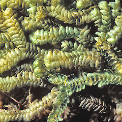 Bazzania nova.<br>Photographer: John E. Braggins, Licence: All rights reserved. <a class='member-message' href='/nzpcn/why-join-nzpcn/' target='_blank'>Members can view a larger version of this image.</a>