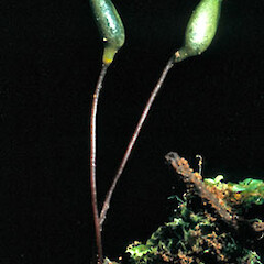 Buxbaumia novae-zelandiae