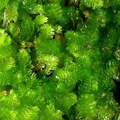 Chloranthelia berggrenii.<br>Photographer: Bill Malcolm, Licence: All rights reserved.