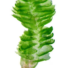 Chloranthelia berggrenii.<br>Photographer: Bill Malcolm, Licence: All rights reserved.