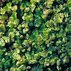 Lembidium berggrenii