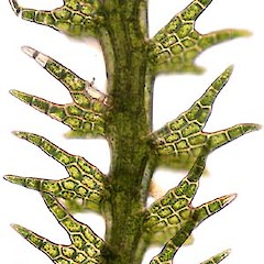 Drucella integristipula.<br>Photographer: Bill Malcolm, Licence: All rights reserved.