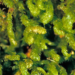 Drucella integristipula.<br>Photographer: John E. Braggins, Licence: All rights reserved.