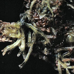Metzgeria bartlettii.<br>Photographer: John E. Braggins, Licence: All rights reserved.