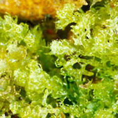 Pseudocephalozia lepidozioides