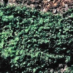 Cumulolejeunea ocellata