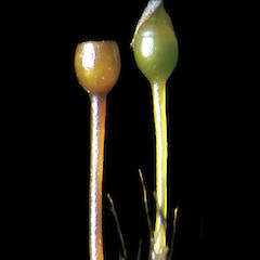 Blindia lewinskyae sporophytes.<br>Photographer: Bill Malcolm, Licence: All rights reserved.