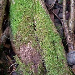 Ectropothecium sandwichense. Jul 2008.<br>Photographer: Peter J de Lange, Licence: <a target='_blank' href='https://creativecommons.org/licenses/by-nc/4.0'>CC BY-NC</a>.