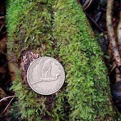 Ectropothecium sandwichense. Jul 2008.<br>Photographer: Peter J de Lange, Licence: <a target='_blank' href='https://creativecommons.org/licenses/by-nc/4.0'>CC BY-NC</a>.