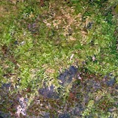 Ectropothecium sandwichense. Jul 2008.<br>Photographer: Peter J de Lange, Licence: <a target='_blank' href='https://creativecommons.org/licenses/by-nc/4.0'>CC BY-NC</a>.