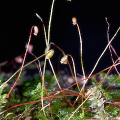 Raoul Island. May 2009, from a specimen collected by Peter de Lange.<br>Photographer: Jeremy R. Rolfe, Licence: <a target='_blank' href='https://creativecommons.org/licenses/by/4.0'>CC BY</a>. <a class='member-message' href='/nzpcn/why-join-nzpcn/' target='_blank'>Members can view a larger version of this image.</a>