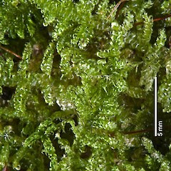 Raoul Island. May 2009, from a specimen collected by Peter de Lange.<br>Photographer: Jeremy R. Rolfe, Licence: <a target='_blank' href='https://creativecommons.org/licenses/by/4.0'>CC BY</a>. <a class='member-message' href='/nzpcn/why-join-nzpcn/' target='_blank'>Members can view a larger version of this image.</a>