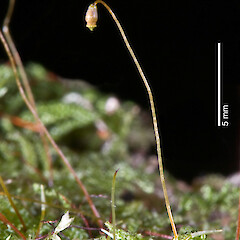 Raoul Island. May 2009, from a specimen collected by Peter de Lange.<br>Photographer: Jeremy R. Rolfe, Licence: <a target='_blank' href='https://creativecommons.org/licenses/by/4.0'>CC BY</a>. <a class='member-message' href='/nzpcn/why-join-nzpcn/' target='_blank'>Members can view a larger version of this image.</a>