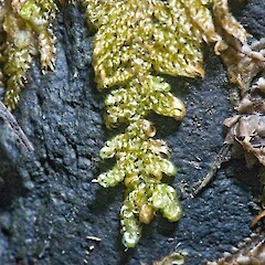 Ectropothecium sandwichense
