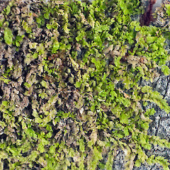 On bark of Myrsine australis. Surville Cliffs.<br>Photographer: Jeremy R. Rolfe, Date taken: 18/11/2010, Licence: <a target='_blank' href='https://creativecommons.org/licenses/by/4.0'>CC BY</a>. <a class='member-message' href='/nzpcn/why-join-nzpcn/' target='_blank'>Members can view a larger version of this image.</a>
