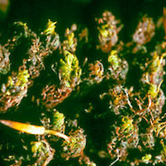 Collected from Surville Cliffs. AK308854.<br>Photographer: Peter J de Lange, Licence: <a target='_blank' href='https://creativecommons.org/licenses/by-nc/4.0'>CC BY-NC</a>.