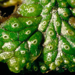 Marchantia macropora