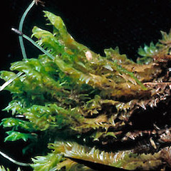 Plagiochila bazzanioides.<br>Photographer: John E. Braggins, Licence: All rights reserved.