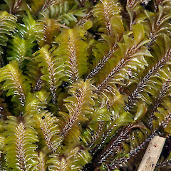 Rangitoto Island. Feb 2011, (specimen collected by P. J. de Lange).<br>Photographer: Jeremy R. Rolfe, Licence: <a target='_blank' href='https://creativecommons.org/licenses/by/4.0'>CC BY</a>. <a class='member-message' href='/nzpcn/why-join-nzpcn/' target='_blank'>Members can view a larger version of this image.</a>