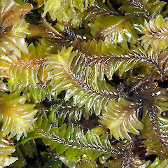 Rangitoto Island. Feb 2011. (specimen collected by P. J. de Lange).<br>Photographer: Jeremy R. Rolfe, Licence: <a target='_blank' href='https://creativecommons.org/licenses/by/4.0'>CC BY</a>. <a class='member-message' href='/nzpcn/why-join-nzpcn/' target='_blank'>Members can view a larger version of this image.</a>