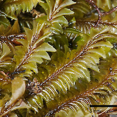 Plagiochila kirkii
