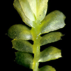 Pseudolophocolea denticulata