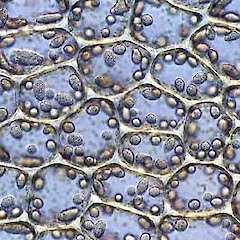 Pseudolophocolea denticulata.<br>Photographer: Bill Malcolm, Licence: All rights reserved.