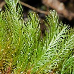 Pyrrhobryum paramattense