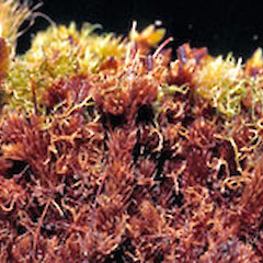 Riccardia furtiva - showing plants growing at the bases of other bryophytes (it’s usual condition).<br>Photographer: John E. Braggins, Licence: All rights reserved.