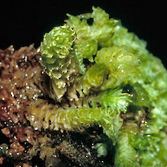 Schistochila nitidissima
