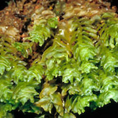 Schistochila nitidissima.<br>Photographer: John E. Braggins, Licence: All rights reserved.