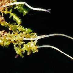 Schistochila nitidissima.<br>Photographer: John E. Braggins, Licence: All rights reserved.