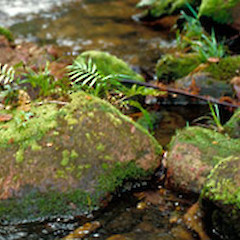 Schistochila nitidissima.<br>Photographer: John E. Braggins, Licence: All rights reserved.