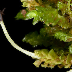 Schistochila nitidissima, Waipoua.<br>Photographer: A. J. Townsend, Date taken: 01/09/2010, Licence: <a target='_blank' href='https://creativecommons.org/licenses/by-nc/4.0'>CC BY-NC</a>. <a class='member-message' href='/nzpcn/why-join-nzpcn/' target='_blank'>Members can view a larger version of this image.</a>