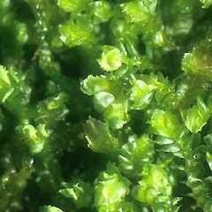 Stolonivector fiordlandiae var. fiordlandiae