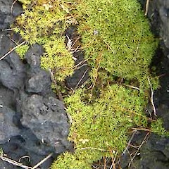 Tortella cirrhata on basalt lava, Rangitoto Island.<br>Photographer: Bill Malcolm, Licence: All rights reserved.