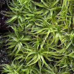 Tortella cirrhata close up of foliage.<br>Photographer: Bill Malcolm, Licence: All rights reserved.