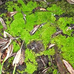Tortella cirrhata plants, Rangitoto Island, Sep 2007.<br>Photographer: Peter J de Lange, Licence: <a target='_blank' href='https://creativecommons.org/licenses/by-nc/4.0'>CC BY-NC</a>.