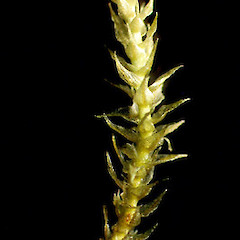 Hypnobartlettia fontana.<br>Photographer: Bill Malcolm, Licence: All rights reserved.