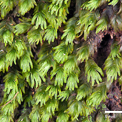 Surville Cliffs. Nov 2010.<br>Photographer: Jeremy R. Rolfe, Licence: <a target='_blank' href='https://creativecommons.org/licenses/by/4.0'>CC BY</a>. <a class='member-message' href='/nzpcn/why-join-nzpcn/' target='_blank'>Members can view a larger version of this image.</a>