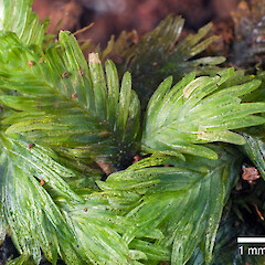Fissidens oblongifolius