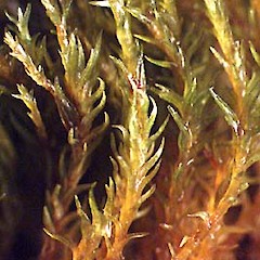 Hymenostylium recurvirostrum.<br>Photographer: Bill Malcolm, Licence: All rights reserved.
