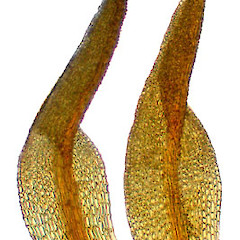 Hymenostylium recurvirostrum.<br>Photographer: Bill Malcolm, Licence: All rights reserved.
