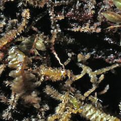 Lepidozia fugax