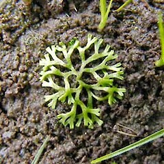 Riccia fluitans