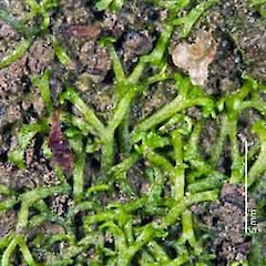 Lake Wairarapa wetlands ( from a specimen collected by Pat Enright), Apr 2008.<br>Photographer: Jeremy R. Rolfe, Licence: <a target='_blank' href='https://creativecommons.org/licenses/by/4.0'>CC BY</a>.