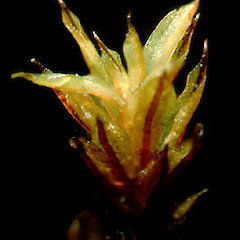 Willia calobolax.<br>Photographer: Bill Malcolm, Licence: All rights reserved.
